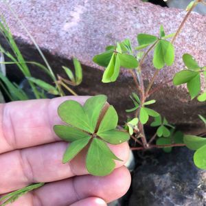 Meet your Posher, Jerry